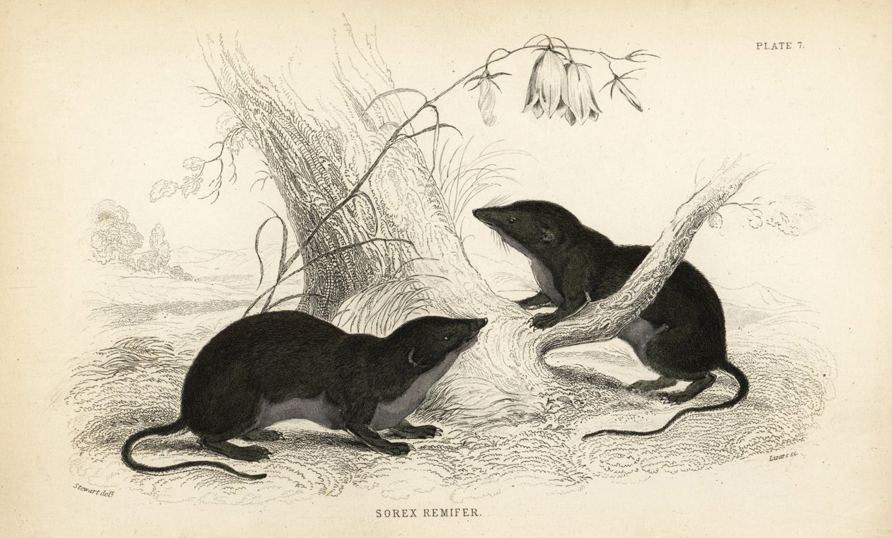Vesikäärme, Neomys fodiens (Sorex remifer, Sorex fodiens). Lizarsin käsin värjätty teräskaiverrus James Stewartin kuvituksen mukaan William Jardine
