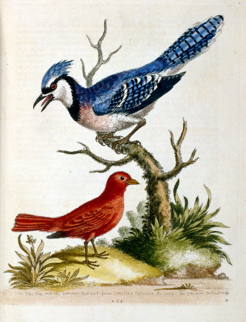Vesivärikuvitus G Edwardsin harvinaisia lintuja käsittelevästä kirjasta vuodelta 1750. George Edwards (1694-1773) oli brittiläinen luonnontieteilijä ja ornitologi. Hän matkusti laajalti Euroopassa ja tutki luonnonhistoriaa ja erityisesti lintuja. Hän sai j tekijältä Unbekannter Künstler