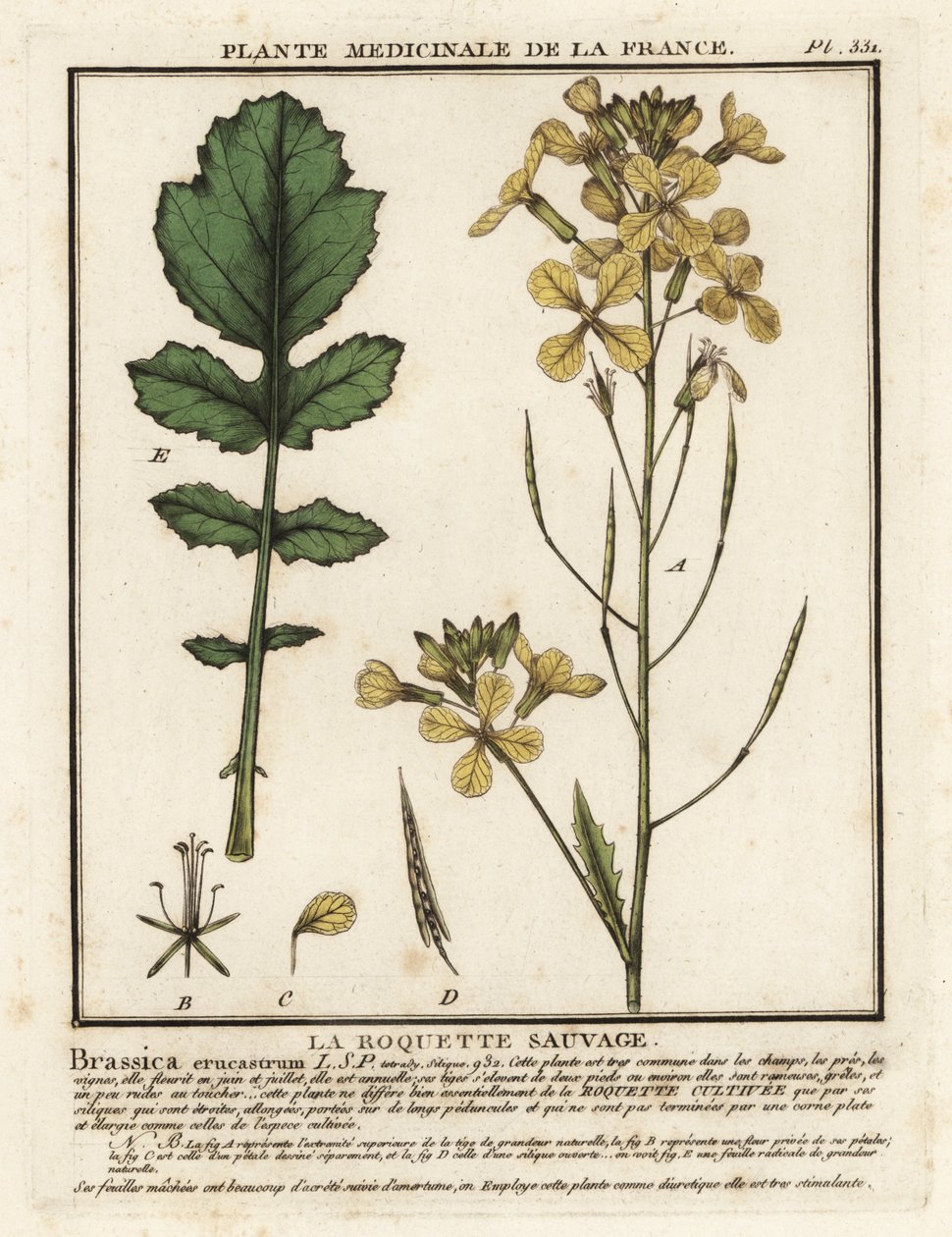 Vesikrassinlehtinen raketti, Erucastrum nasturtiifolium. tekijältä Unbekannter Künstler