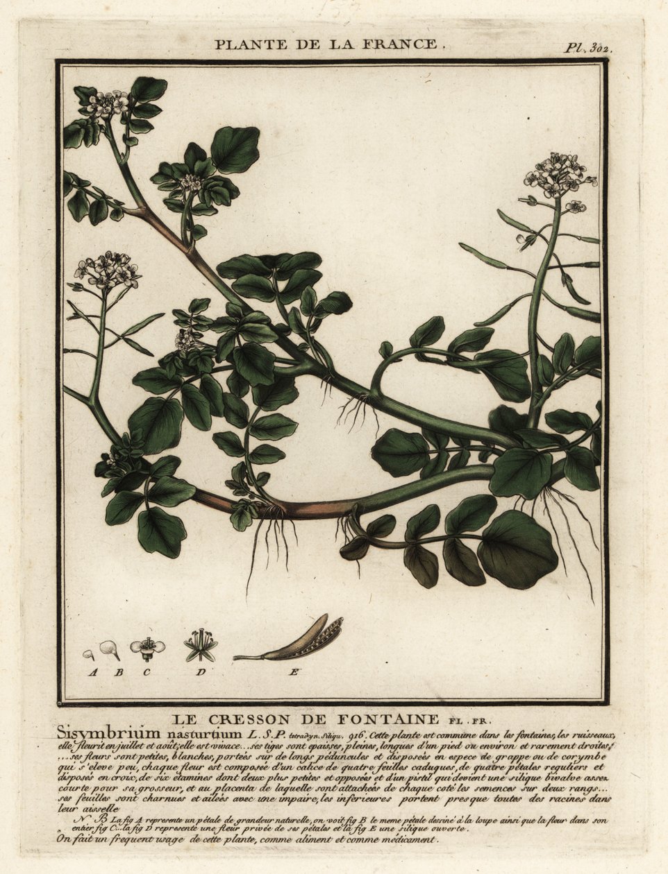 Vesikrassi, Nasturtium officinale. tekijältä Unbekannter Künstler