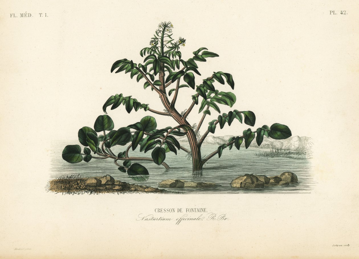 Vesikrassi tai keltakrassi, Nasturtium officinale, Cresson de fontaine tekijältä Unbekannt