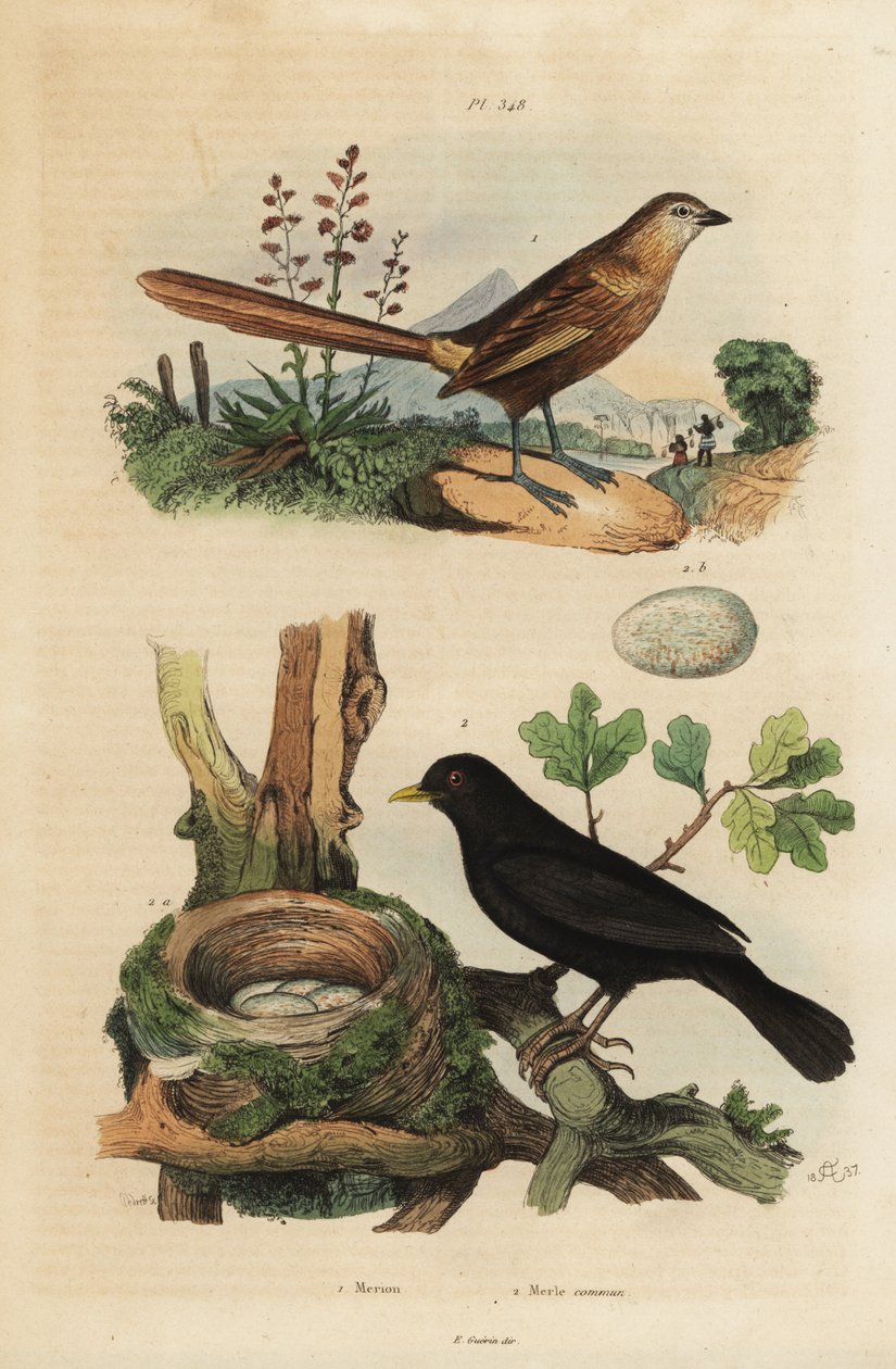 Länsiruohokurkku, Amytornis textilis 1 ja mustarastas pesällä ja munilla, Turdus merula 2. Merion, Merle commun tekijältä Unbekannt