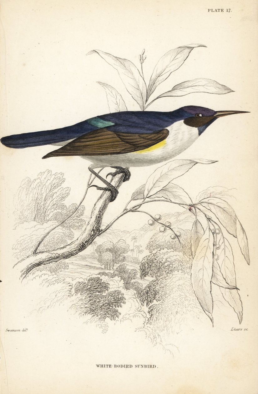 Läntinen purppuraselkäinen aurinkolintu, Anthreptes longuemarei (White-bodied sunbird, Anthreptes leucosoma). William Lizarsin käsin väritetty teräskaiverrus William Swainsonin mukaan Sir William Jardinen Naturalist
