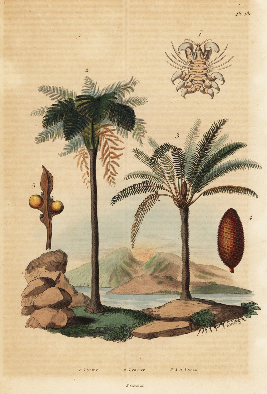 Valastäi, Cyamus ovalis 1, Länsi-Intian saniainen, Cyathea arborea 2 ja japanilainen saagopalmu, Cycas revoluta 3-5 tekijältä Unbekannt