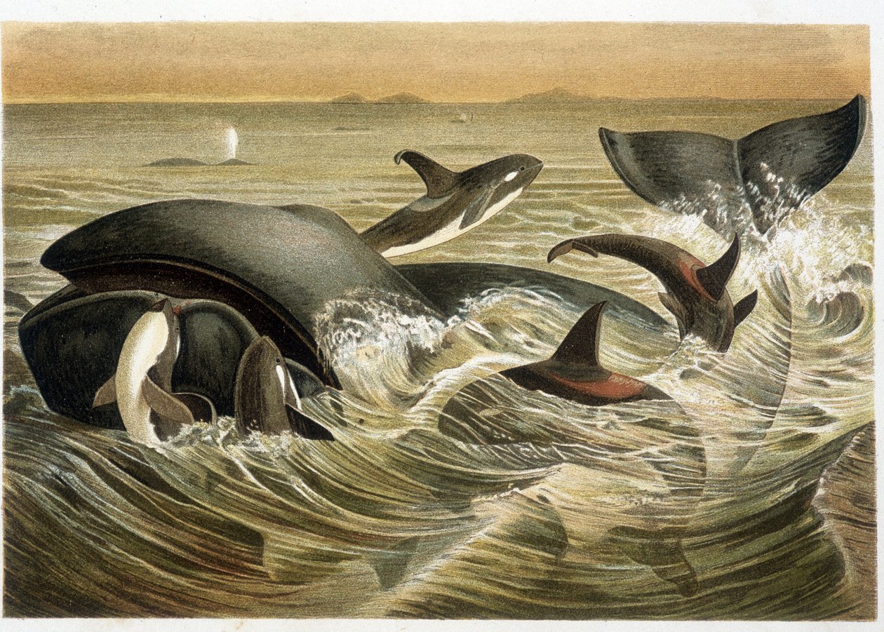 Valaat ja örkit, W. Kuhnertin värillinen kuvitus teoksessa Vita degli Animali, A. E. Brehm, painos 1893. tekijältä Unbekannt