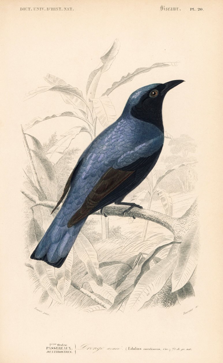 Valkorintainen drongo, Dicrurus caerulescens. Fournier