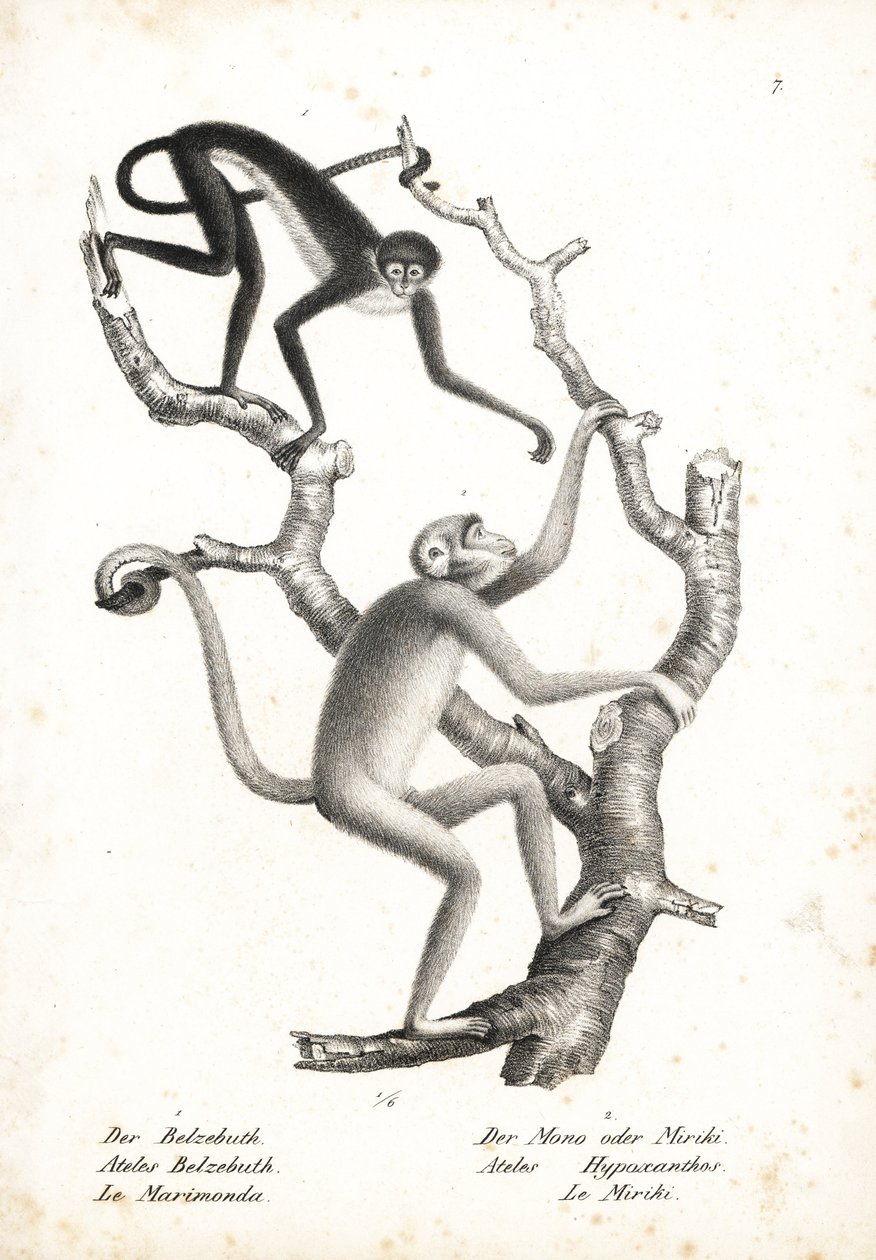 Valkovyötäröinen hämähäkkiapina, Ateles belzebuth (uhanalainen), ja pohjoinen muriqui, Brachyteles hypoxanthus (Ateles hypoxanthus), erittäin uhanalainen. Karl Joseph Brodtmannin litografia Heinrich Rudolf Schinzin teoksesta Illustrated Natural History of  tekijältä Unbekannter Künstler