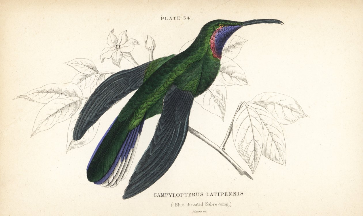 Valkopyrstösiipi, Campylopterus ensipennis (sinikielinen siipi, Trochilus latipennis). William Lizarsin käsin väritetty teräskaiverrus Sir William Jardinen Naturalist