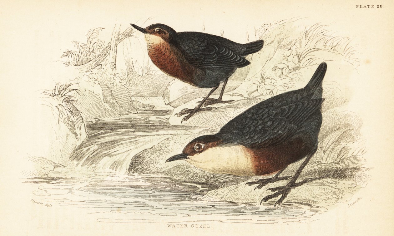 Valkokurkku tai vesiouzel, Cinclus cinclus.1889 (kaiverrus) tekijältä Unbekannter Künstler