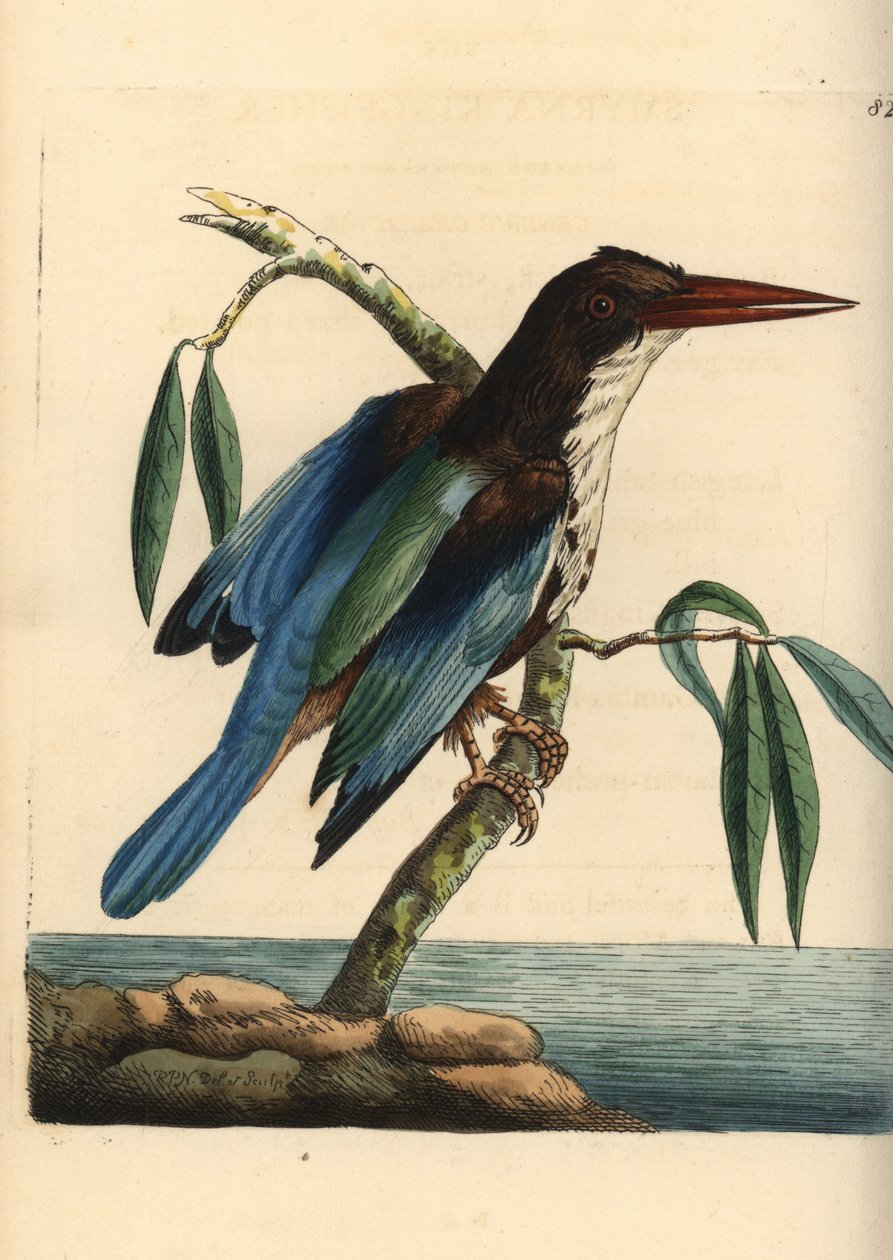 Valkokurkku-uikku, Halcyon smyrnensis (Smyrna kingfisher, Alcedo smyrnensis). Richard Polydore Nodderin piirtämä ja kaiverrettu kuvitus. Käsinväritetty kuparikaiverrus George Shaw