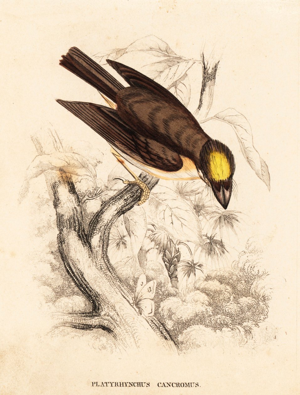 Valkokurkku-uikku, Platyrinchus mystaceus (keltarintainen litteäpyrstöläinen, Platyrhynchus cancromus). Käsinväritetty teräskaiverrus Georg Friedrich Treitschken luonnonhistoriallisesta galleriasta, Naturhistorischer Bildersaal des Thierreiches, Liepzig. tekijältä Unbekannter Künstler
