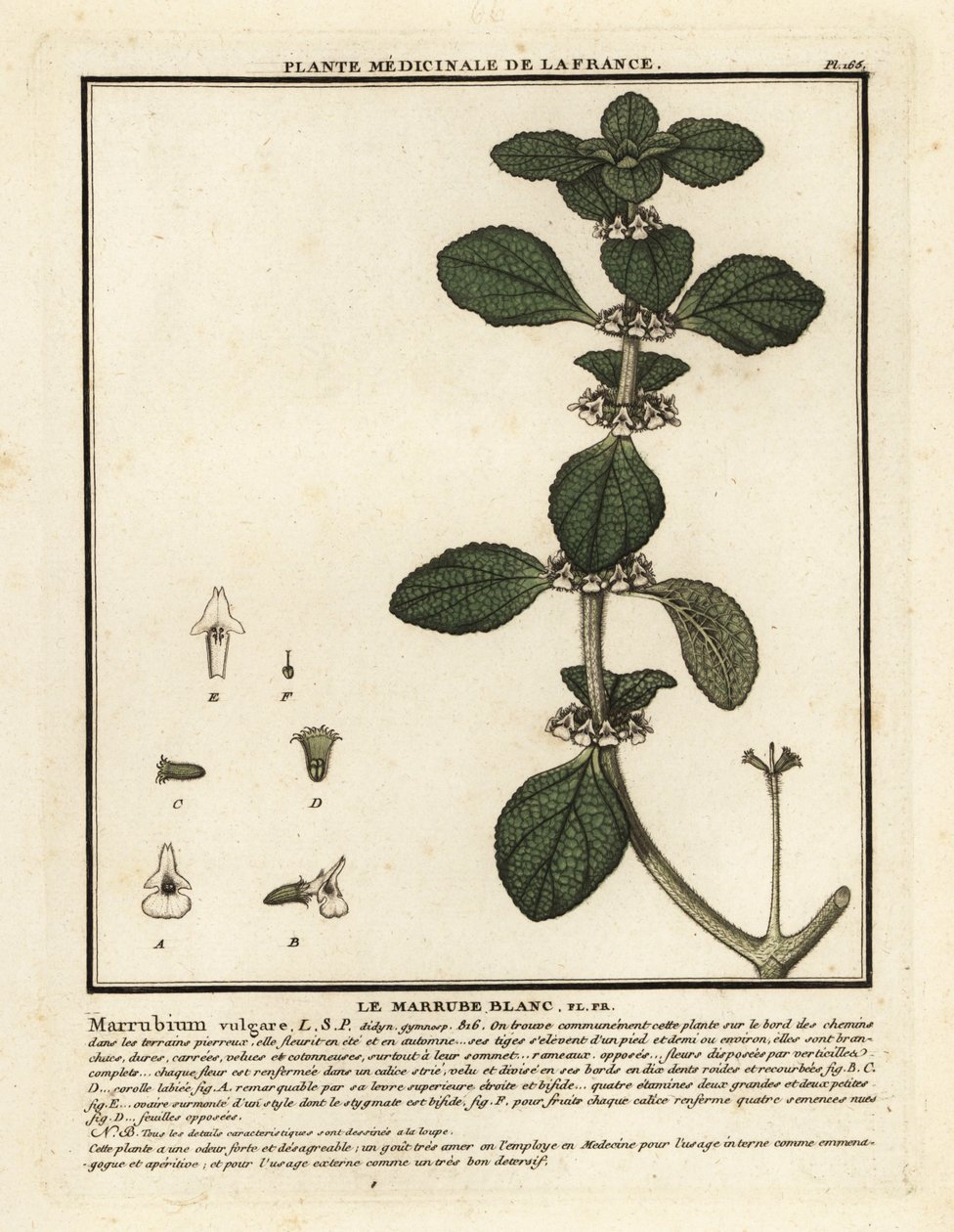 Valkoinen horhound, Marrubium vulgare. tekijältä Unbekannter Künstler
