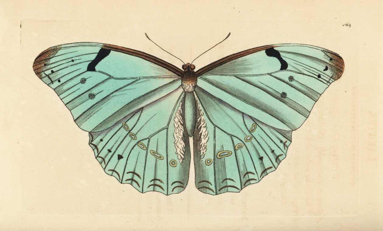 Valkoinen morpho, Morpho laertes tekijältä Unbekannt