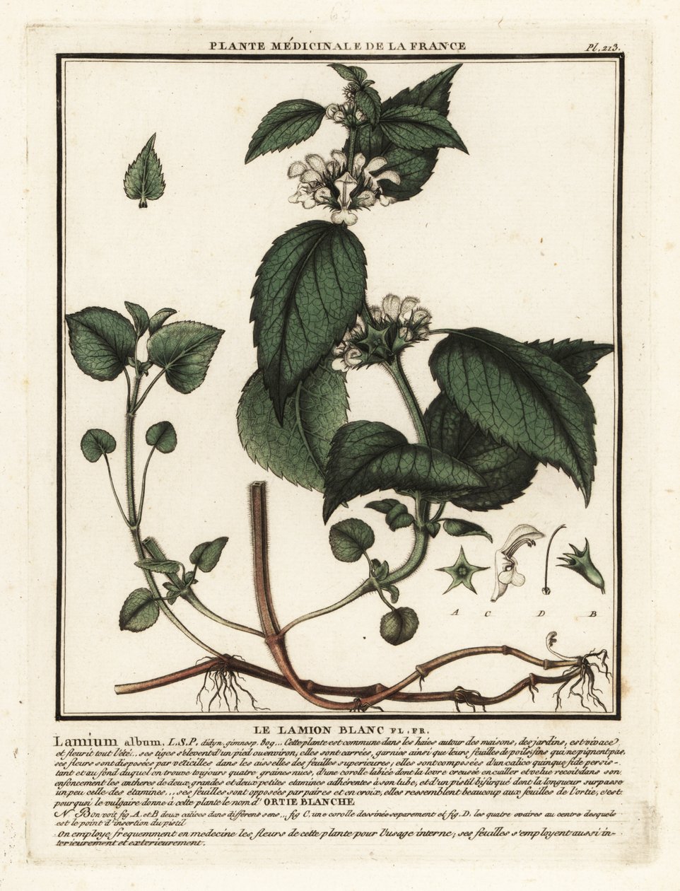 Valkoinen nokkonen, Lamium-albumi. tekijältä Unbekannter Künstler