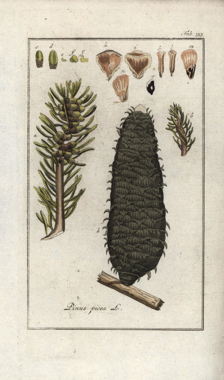 Valkoinen tai pektiini- tai vosgesinkuusi (Abies alba). Litografia Johannes Zornin (1739-1799) teoksesta "Afbeelding der Artseny-Gewassen", Alankomaat. tekijältä Unbekannter Künstler