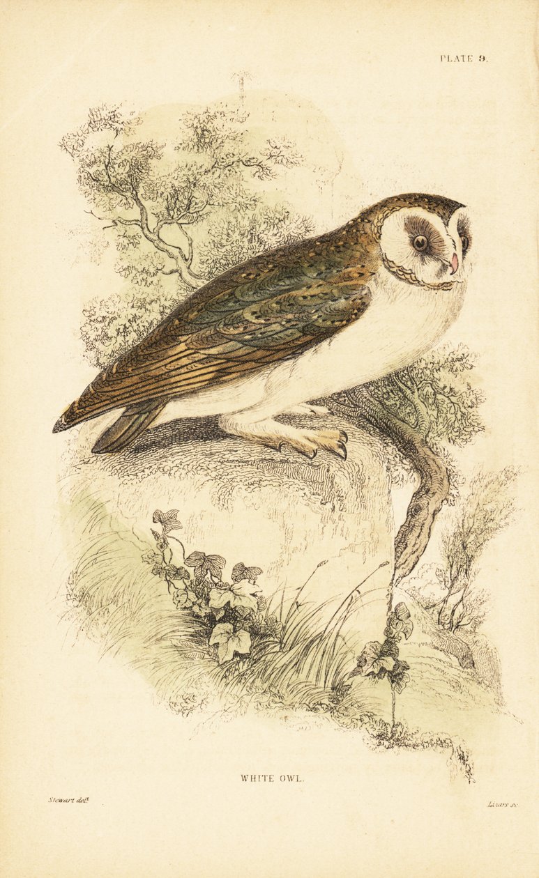 Valkoinen pöllö tai pöllö, Tyto alba, kyydissä kalliolla. 1889 (kaiverrus) tekijältä Unbekannter Künstler