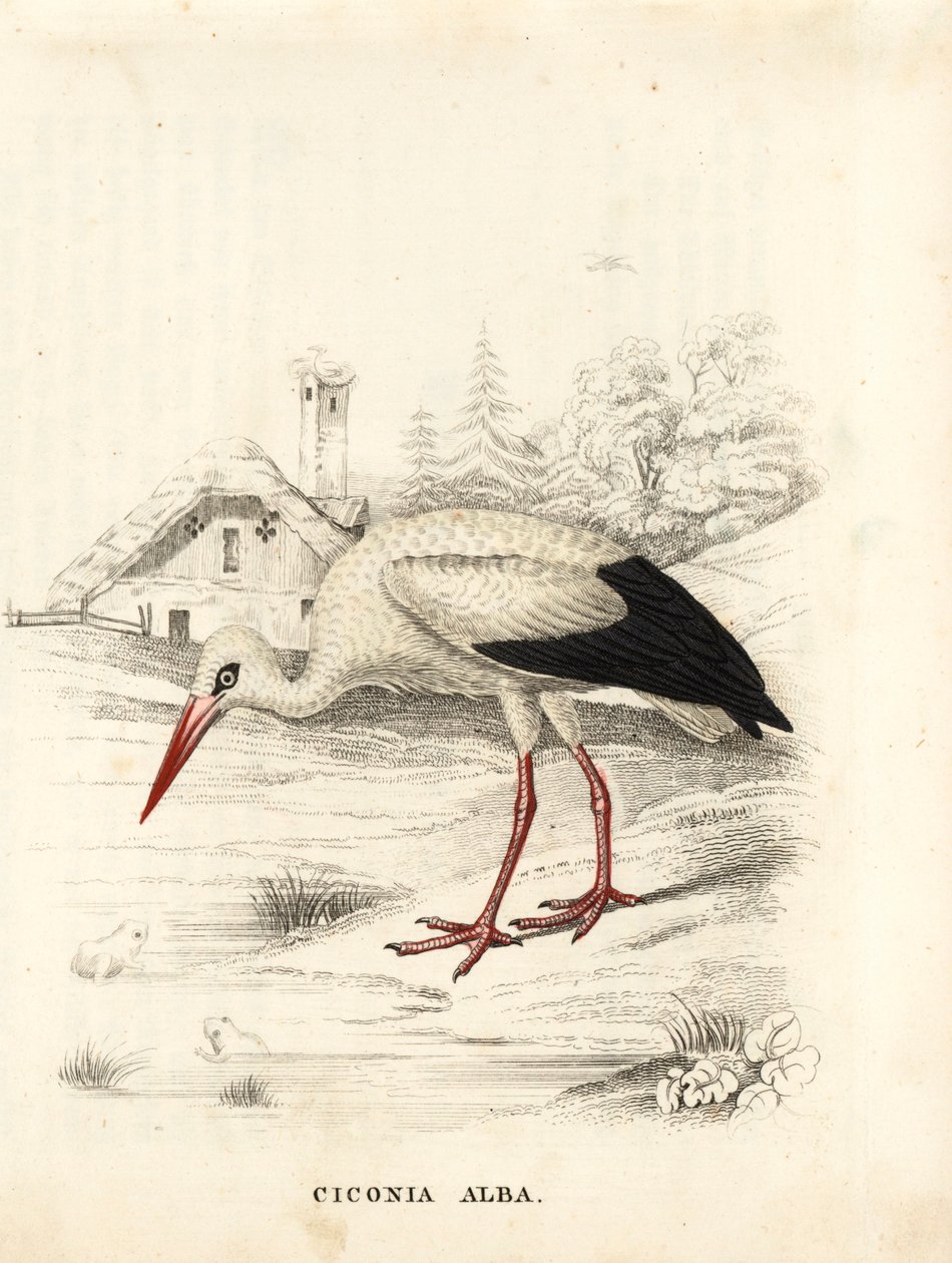 Valkohaikara, Ciconia ciconia (Ciconia alba). Käsinväritetty teräskaiverrus Georg Friedrich Treitschken luonnontieteellisestä galleriasta, Naturhistorischer Bildersaal des Thierreiches, Liepzig. tekijältä Unbekannter Künstler
