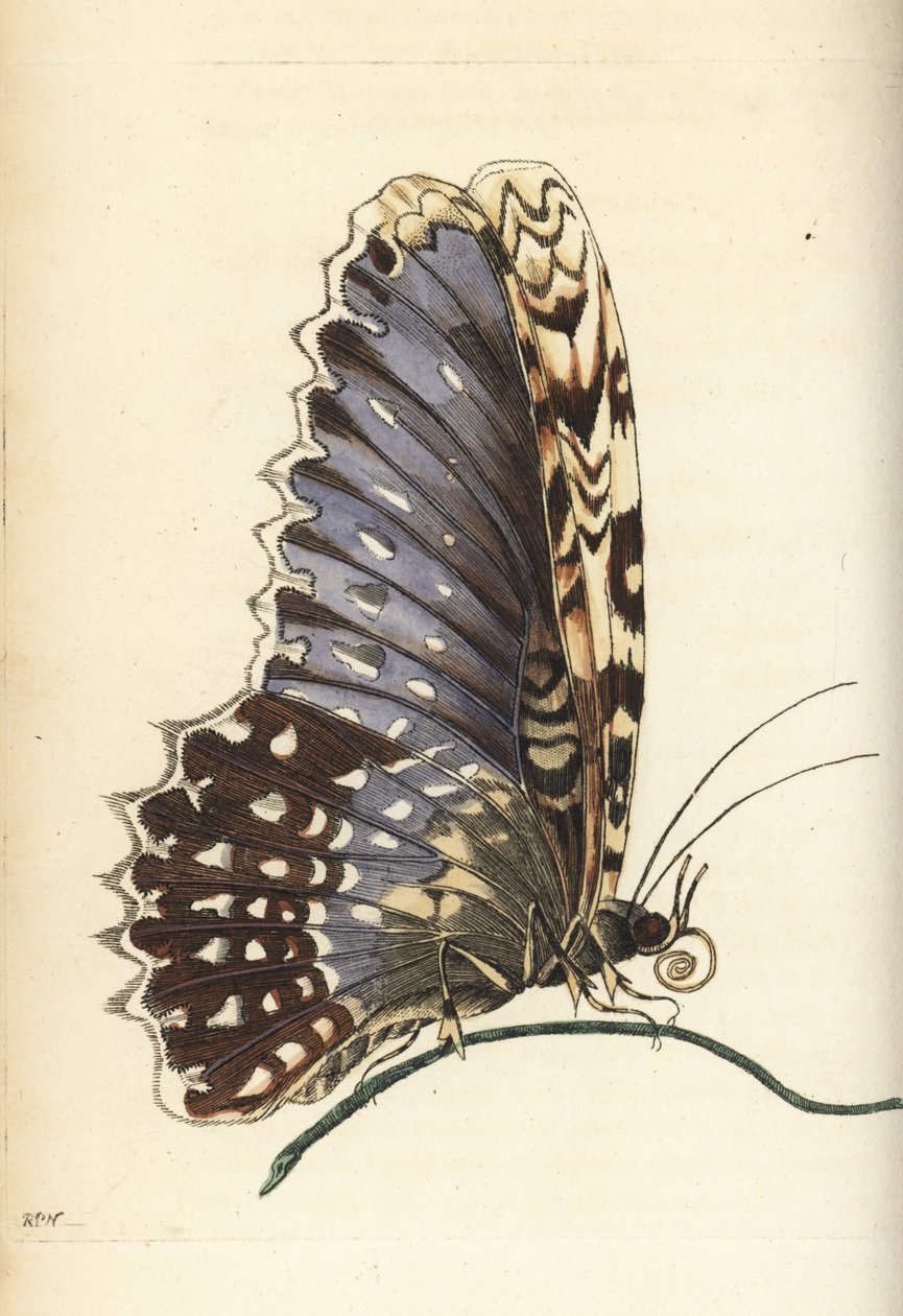 Valkoinen noitakoi, Thysania agrippina (Agrippina-perhonen, Phalaena agrippina). Richard Polydore Nodderin Maria Sibylla Merianin mukaan piirtämä ja kaiverrettu kuvitus. Käsinväritetty kuparipiirros George Shaw