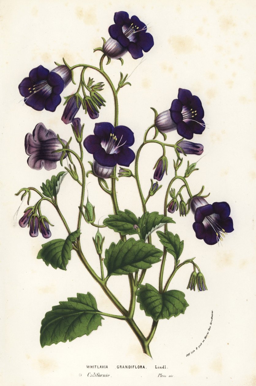Villit Canterbury-kellot, Phacelia minor (Whitlavia grandiflora). Käsin väritetty litografia Louis van Houtten ja Charles Lemairen teoksesta Flowers of the Gardens and Hothouses of Europe, Flore des Serres et des Jardins de l