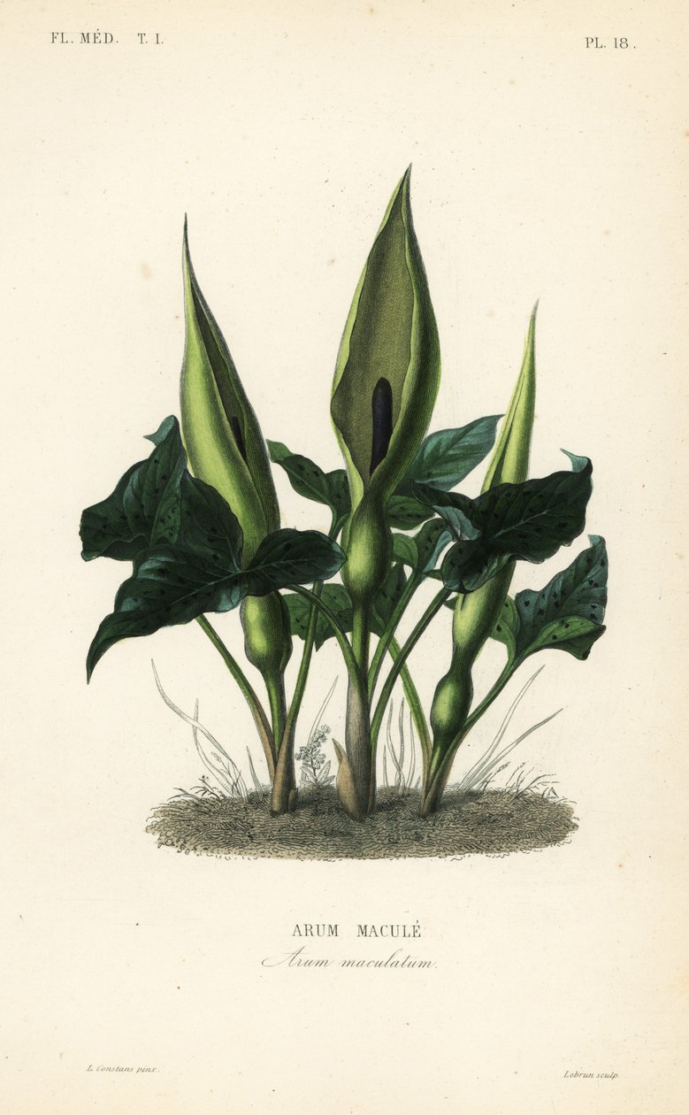 Villi arum, herrat ja rouvat tai tunkki saarnatuolissa, Arum maculatum, Arum macule tekijältä Unbekannt