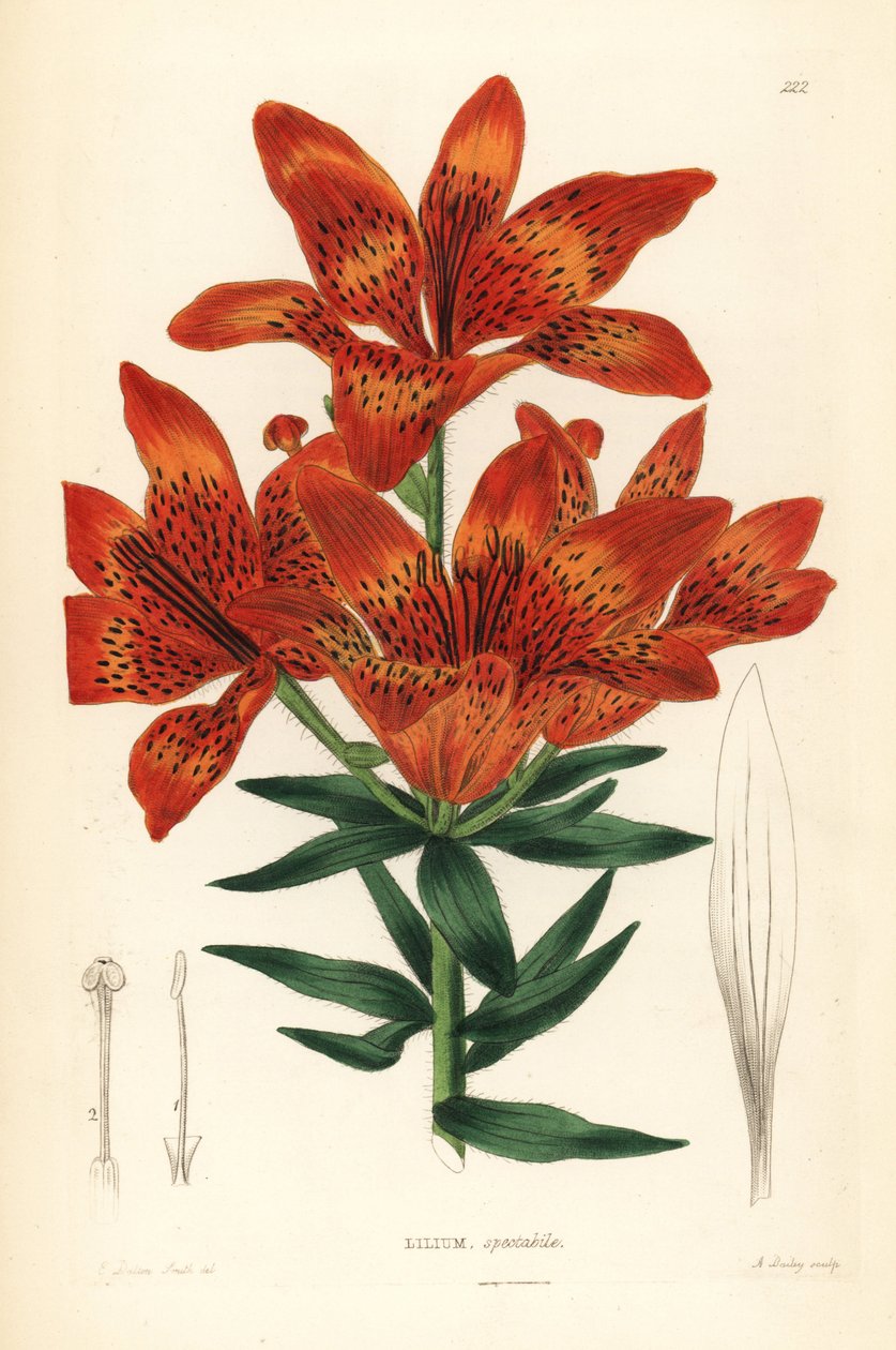 Villi lilja - Siperianlilja, Lilium pensylvanicum (Näyttävä siperianlilja, Lilium spectabile). A. Baileyn käsin tekemä kuparipiirros Edwin Dalton Smithin mukaan, John Lindleyn ja Robert Sweetin teoksesta Ornamental Flower Garden and Shrubbery, G. Willis, L tekijältä Unbekannter Künstler