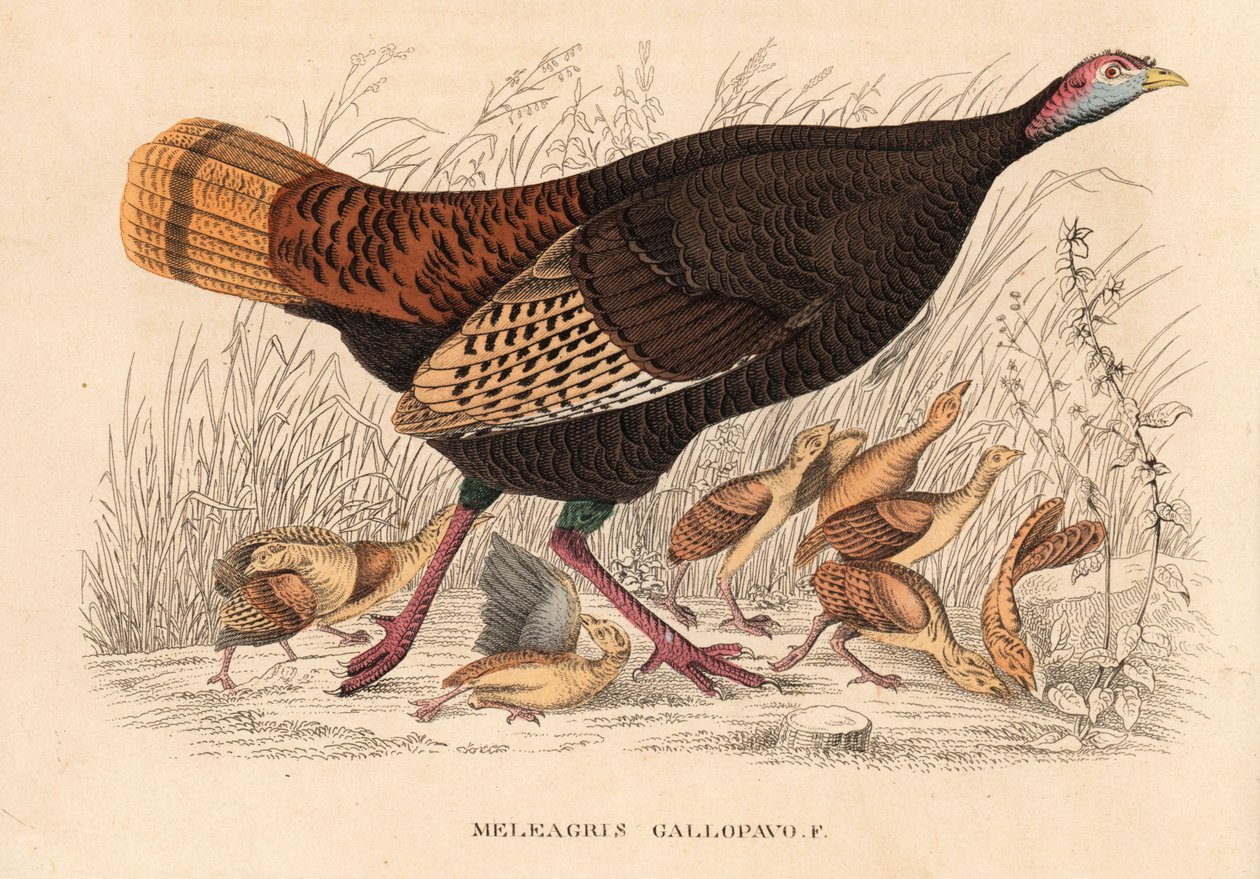 Villi kalkkuna, Meleagris gallopavo, kana ja poikaset. Käsin väritetty litografia Georg Friedrich Treitschken luonnonhistoriallisesta galleriasta, Naturhistorischer Bildersaal des Thierreiches, Liepzig. tekijältä Unbekannter Künstler