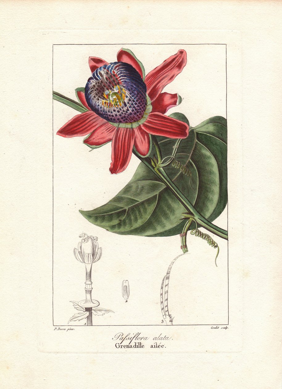 Passiflora alata, Brasiliasta kotoisin oleva siivekkään varren passionkukka, Passiflora alata. Goulet