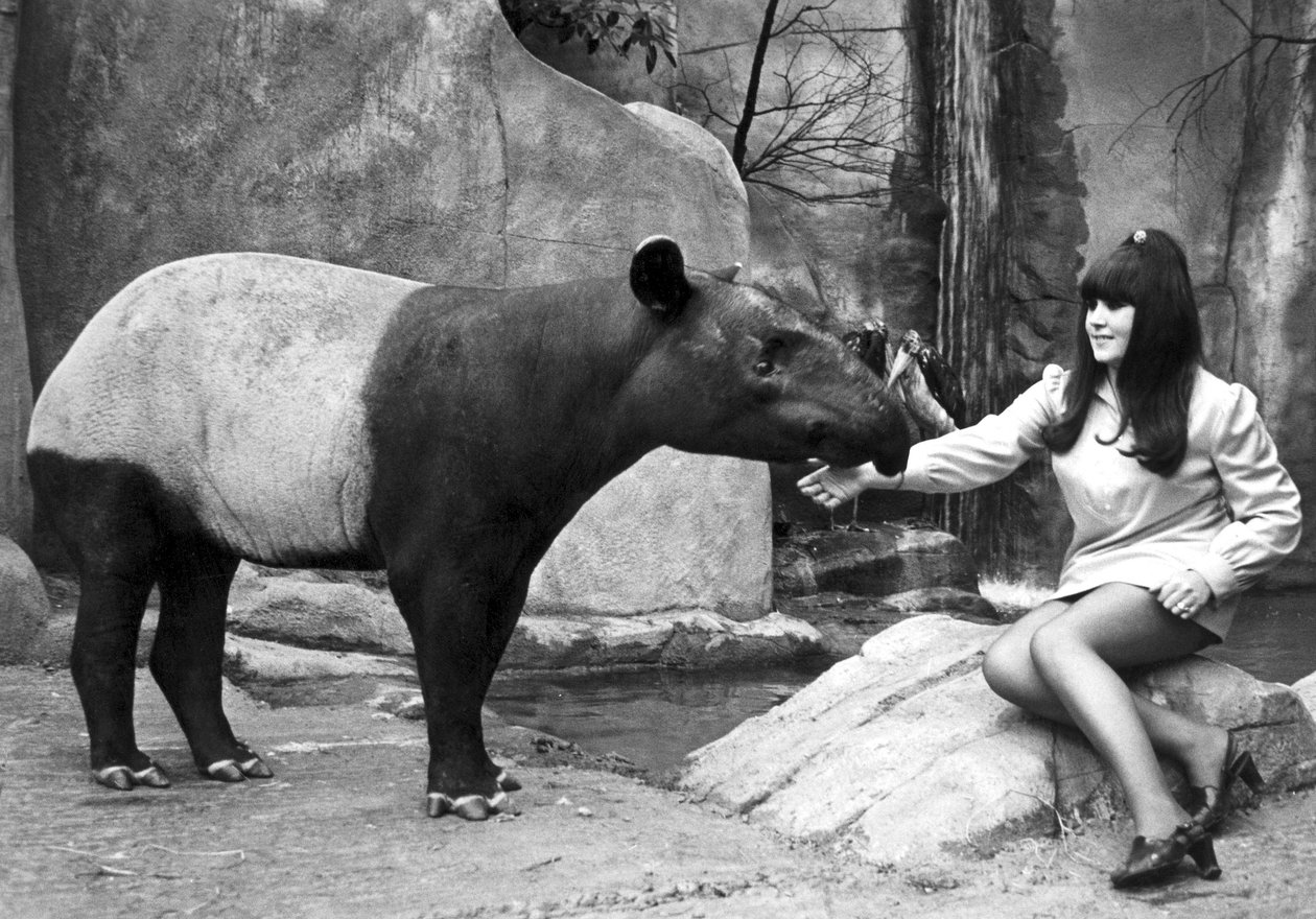 Nainen ruokkimassa tapiiria, Belle Vue Zoo, Manchester, huhtikuu 1970 tekijältä Unbekannt