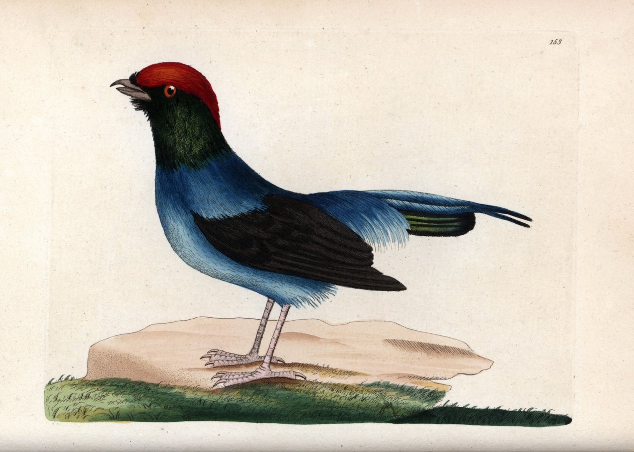 Ihana manakin (Chiroxiphia linearis). Allekirjoittamaton kuvitus (George Shaw ja Frederick nodder). Litografia The Naturalist