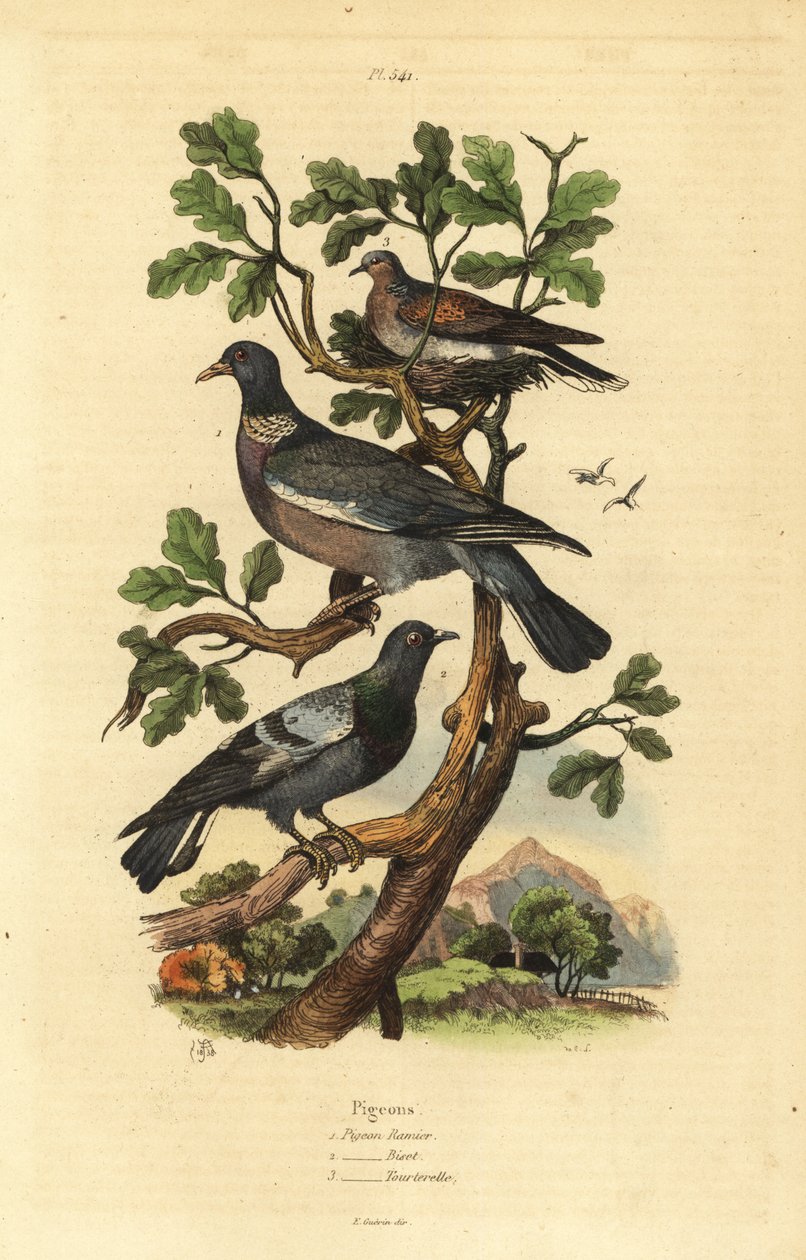 Metsäkyyhky, Columba palumbus, tavallinen kyyhkynen, Columba livia ja turkkikyyhky, Streptopelia risoria tekijältä Unbekannt