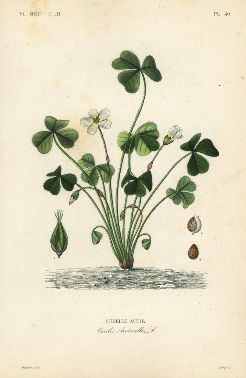 Puuhapoka, Oxalis acetosella, Surelle-happo tekijältä Unbekannt