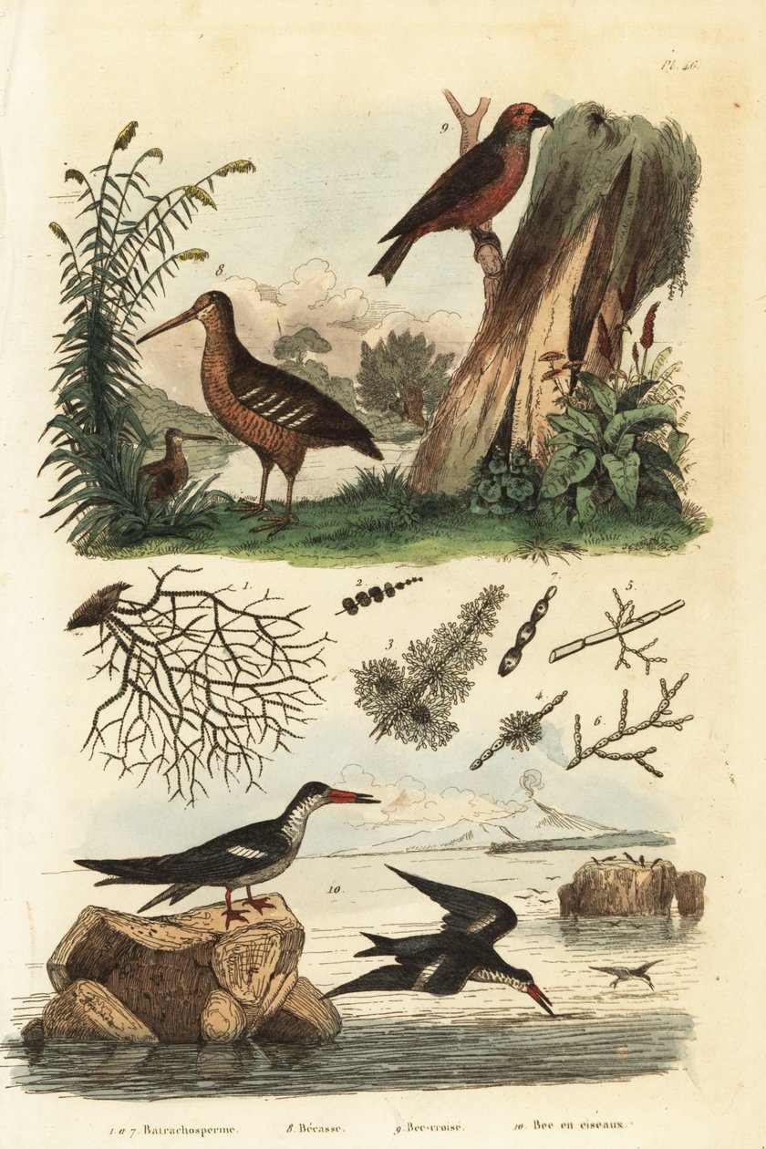 Metsäkukko, Scolopax rusticola, punainen ristinokka, Loxia curvirostra ja musta skimmeri, Rynchops niger tekijältä Unbekannt