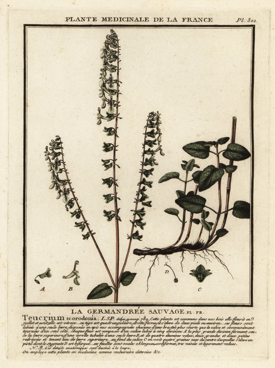 Woodland germander, Teucrium Scorodonia. tekijältä Unbekannter Künstler