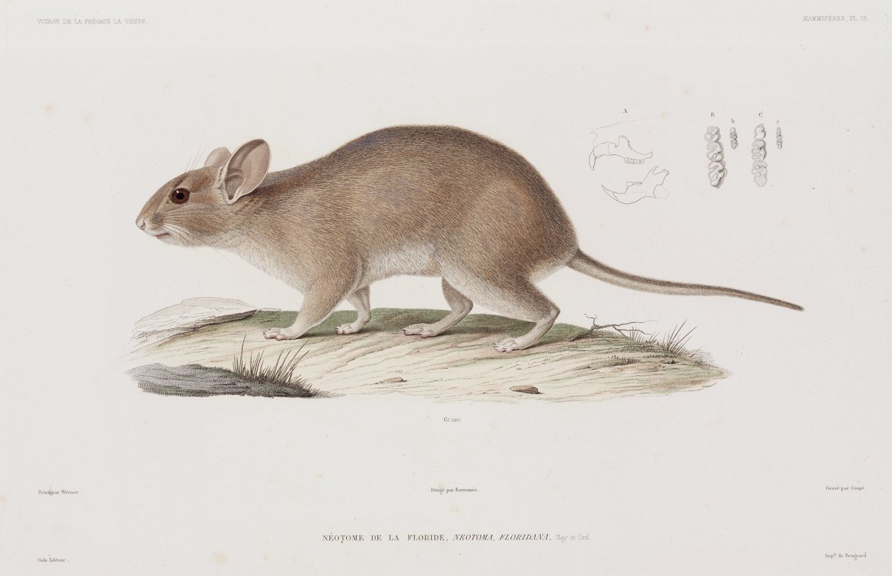 Woodrat, Yhdysvallat tekijältä Unbekannt