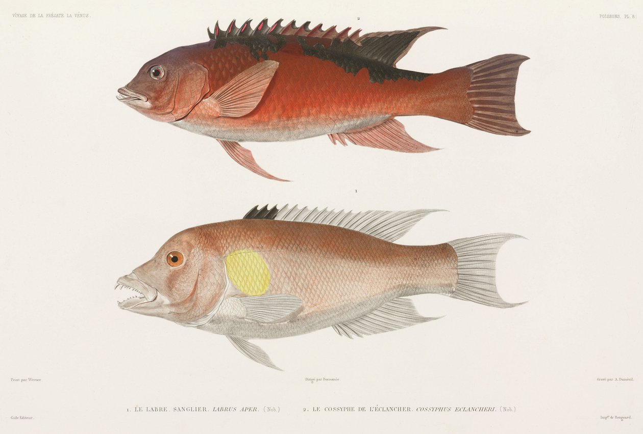 Wrasse tekijältä Unbekannter Künstler