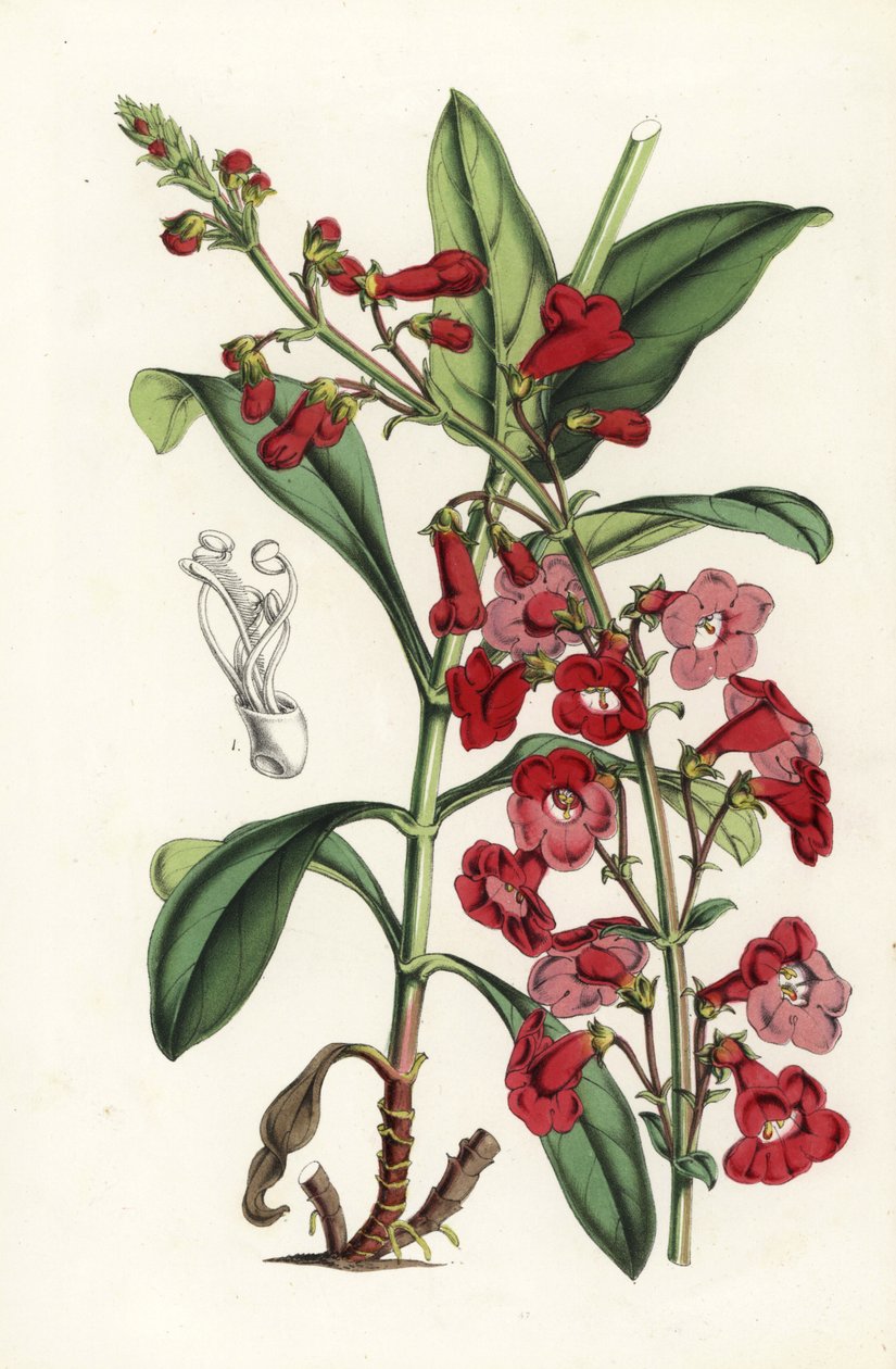 Wrightin partakieli, Penstemon wrightii (Pentstemon wrightii). Käsin väritetty litografia Louis van Houtten ja Charles Lemairen teoksesta Flowers of the Gardens and Hothouses of Europe, Flore des Serres et des Jardins de l