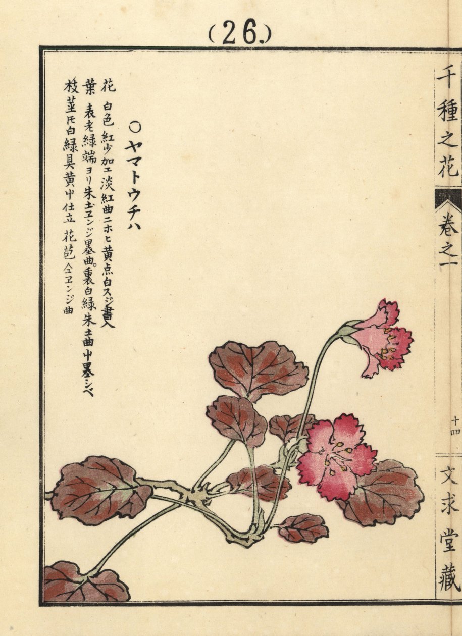 Yamato uchiwa tai iwakagami, Schizocodon soldanelloides, japanilainen alppikasvi. Kono Bairein käsin värjätty puupiirros teoksesta Senshu no Hana (Tuhat kukkalajiketta), Bunkyudo, Kioto. tekijältä Unbekannter Künstler