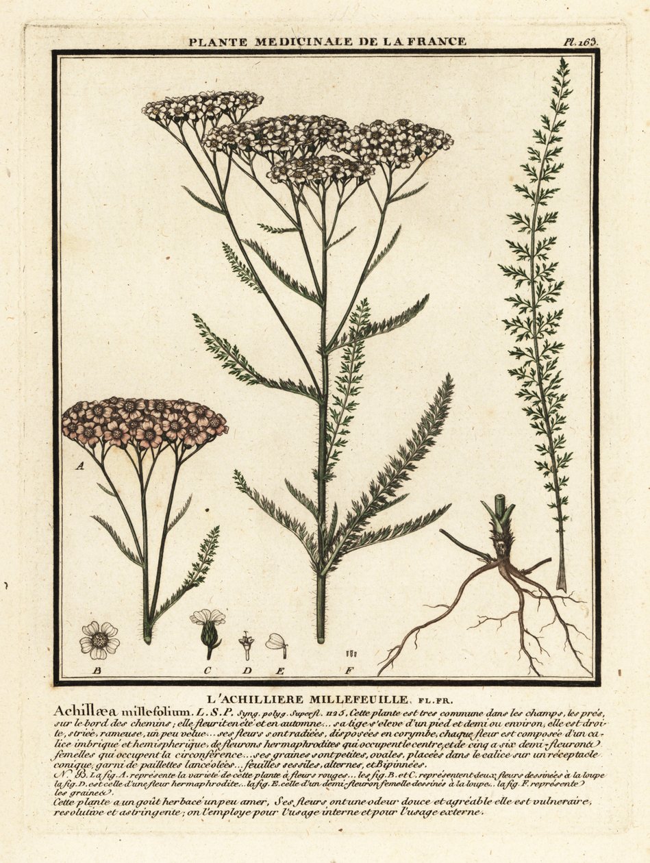 Siankärsämö, Achillea millefolium. tekijältä Unbekannter Künstler