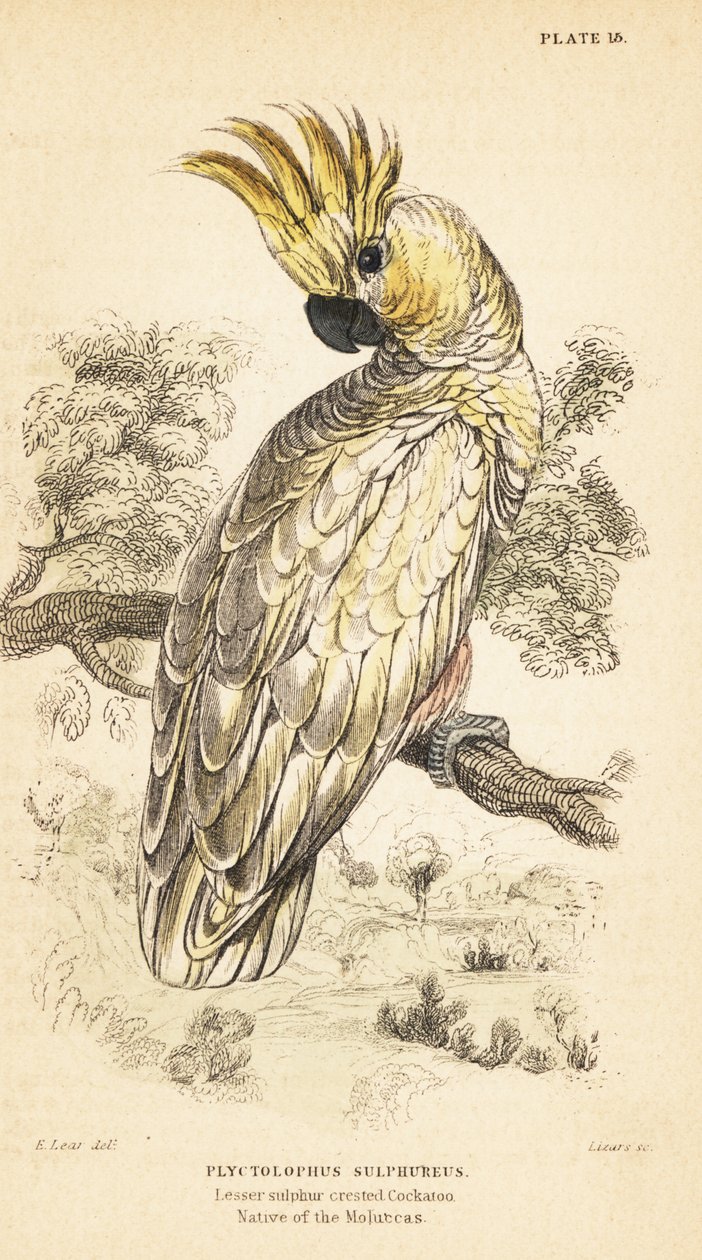 Keltaharjakakadu, Cacatua sulphurea. Kriittisesti uhanalainen1889 (kaiverrus) tekijältä Unbekannter Künstler