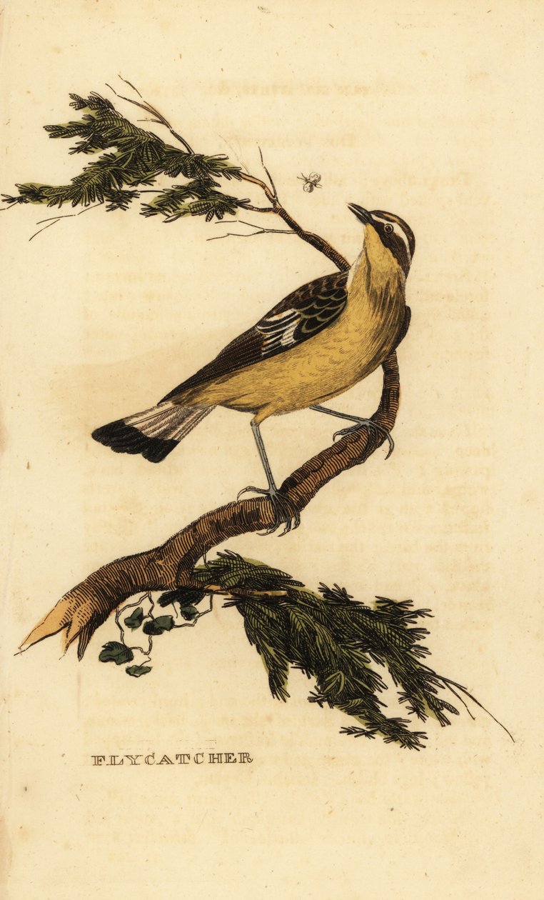 Keltainen kärpässieppo, Ficedula zanthopygia. 1815 (kaiverrus) tekijältä Unbekannter Künstler