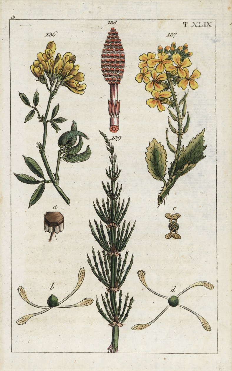 Keltainen sinimailanen (Medicago falcata) 136, retiisi (Raphanus raphnistrum) 137 ja peltoheinä (Equisetum arvense) 138/139. Käsinväritetty kuparikaiverrus kasvitieteellisestä kuvituksesta G. T. Wilhelmin teoksesta "Unte". tekijältä Unbekannter Künstler