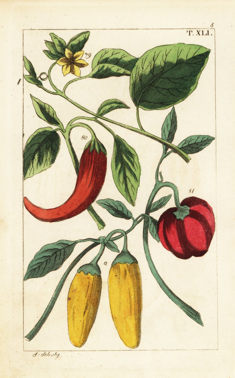 Keltainen ja punainen paprika, Capsicum annuum. tekijältä Unbekannter Künstler
