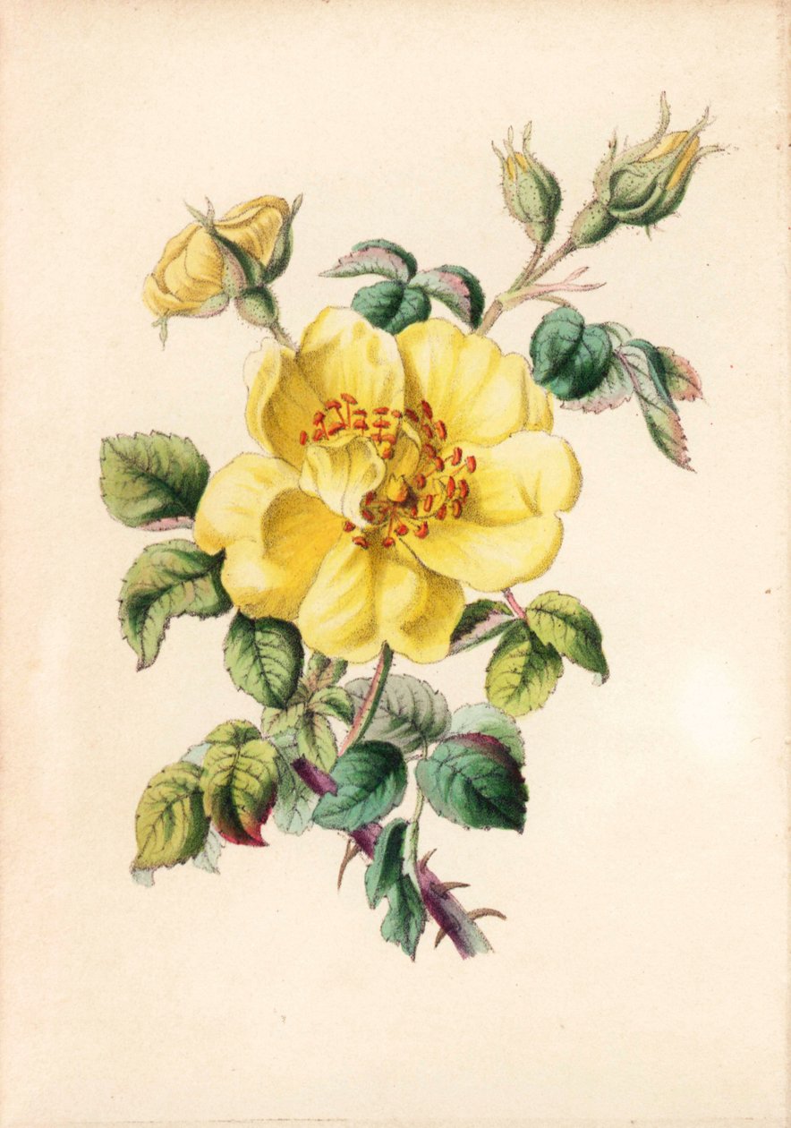 Keltainen ruusu, Rosa lutea, Robert Tyasin teoksesta "Queen of Flowers, or Memoirs of the Rose", Lontoo. tekijältä Unbekannter Künstler