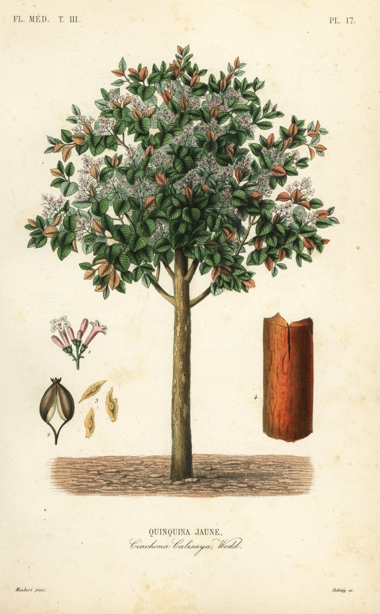 Keltainen cinchona-kuori, Cinchona calisaya, Quinquina jaune tekijältä Unbekannt