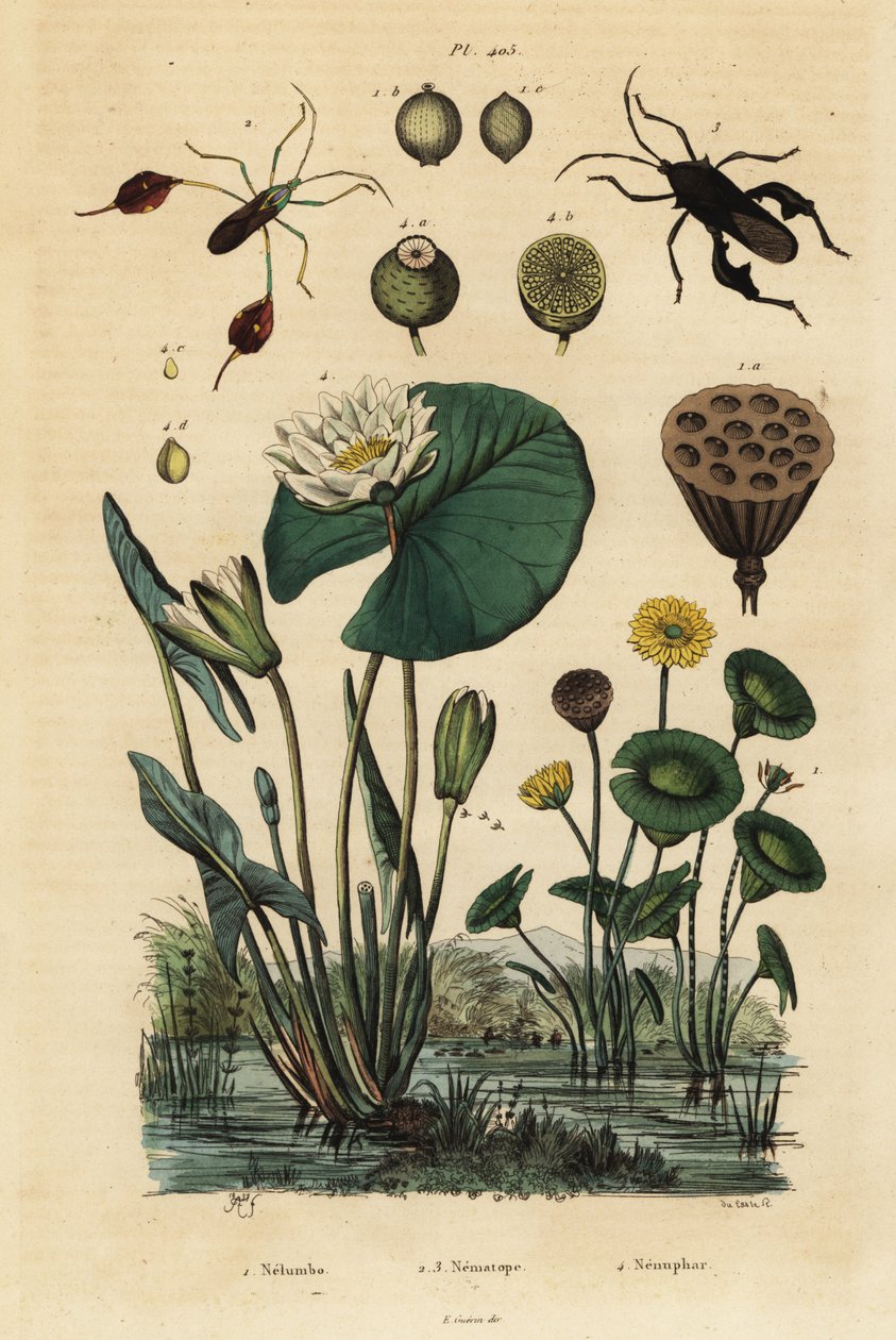 Keltainen lootus, Nelumbo lutea 1, lehtijalkaiset hyönteiset, Anisoscelis foliaceus 2 ja Anoplocnemis curvipes 3 ja valkoinen lumpeen, Nymphaea alba 4 tekijältä Unbekannt