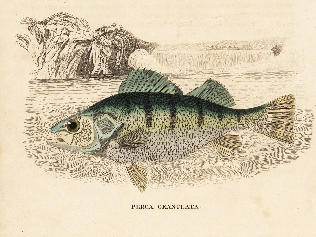 Keltainen ahven, Perca flavescens (rakeinen ahven, Perca granulata). Käsinväritetty teräskaiverrus Georg Friedrich Treitschken luonnonhistoriallisesta galleriasta, Naturhistorischer Bildersaal des Thierreiches, Liepzig-1842. tekijältä Unbekannter Künstler