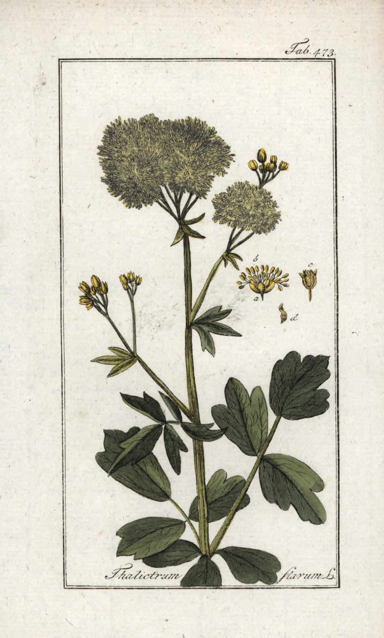 Keltainen sikamoni (Thalictrum flavum). Litografia Johannes Zornin (1739-1799) teoksesta "Afbeelding der Artseny-Gewassen", Alankomaat. tekijältä Unbekannter Künstler