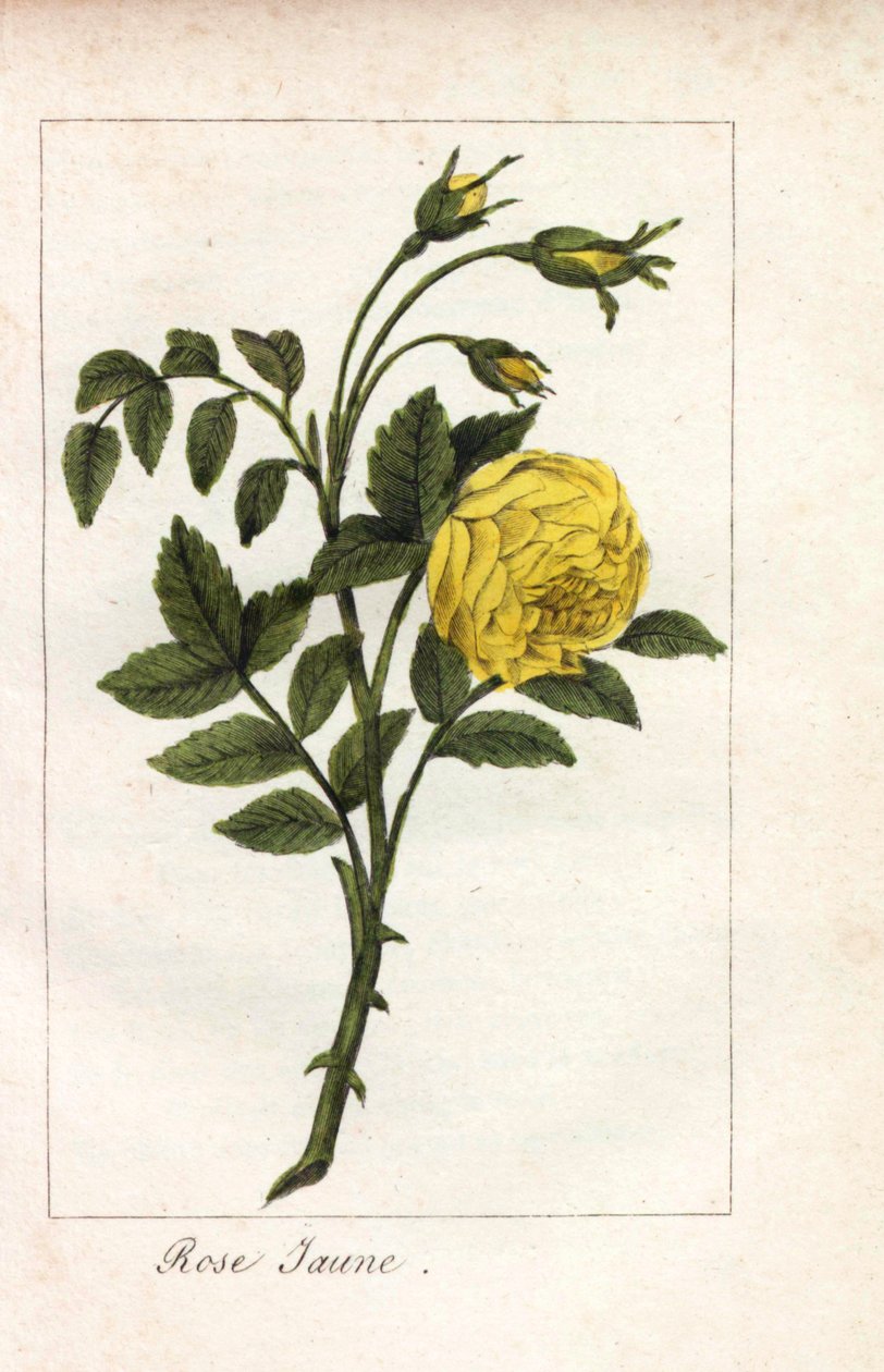 Keltainen vaaleanpunainen, keltainen vaaleanpunainen, Rosa lutea. Neiti Prudhommen kuvasta "Hommage rendu a la Rose" (Hommage rendu a la Rose), Pariisi, noin 1815, käsin tehty kuparikaiverrus. Lahjakirja, jossa on ruusun historiaa ja kymmenkunta kasvitiete tekijältä Unbekannter Künstler