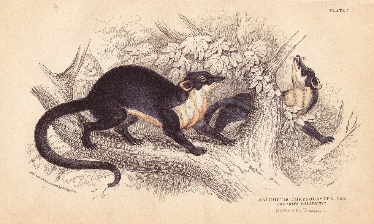 Keltakurkkumarri, Martes flavigula (Galidictis chrysogastes). Lizarsin käsin tekemä teräskaiverrus Charles Hamilton Smithin kuvituksen mukaan R. G. Watkinin luonnoksesta William Jardinen Naturalist