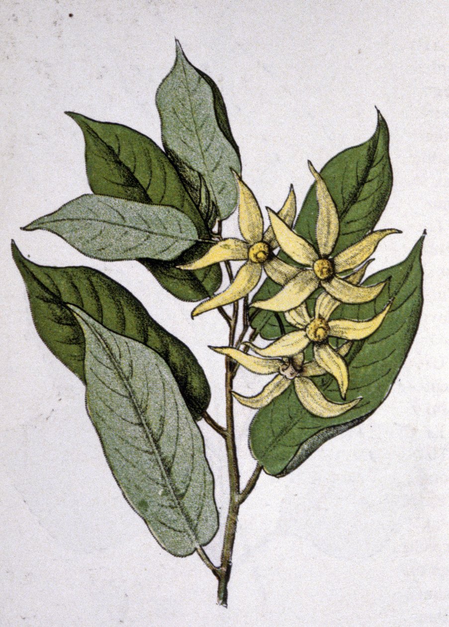 Ylang Ylang, 1900-luvun alku (kaiverrus). tekijältä Unbekannter Künstler